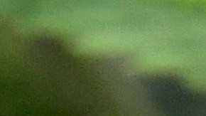 View of medical marijuana plants during a media tour of the Curaleaf medical cannabis cultivation and processing facility Thursday, Aug. 22, 2019, in Ravena, N.Y. (AP Photo/Hans Pennink)