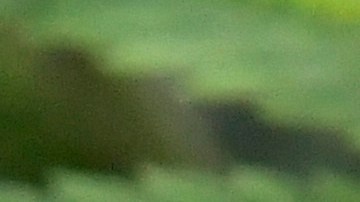 View of medical marijuana plants during a media tour of the Curaleaf medical cannabis cultivation and processing facility Thursday, Aug. 22, 2019, in Ravena, N.Y. (AP Photo/Hans Pennink)