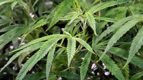 View of medical marijuana plants during a media tour of the Curaleaf medical cannabis cultivation and processing facility Thursday, Aug. 22, 2019, in Ravena, N.Y. (AP Photo/Hans Pennink)