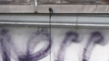 A skateboarder is pulled by a dog on the Venice Beach Boardwalk during the coronavirus outbreak, Saturday, April 25, 2020, in the Venice section of Los Angeles. (AP Photo/Mark J. Terrill)