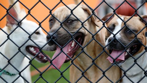FILE - In this June 13, 2018 file photo, a group of dogs at the Miami-Dade Animal Services Pet Adoption and Protection Center peer out of an outdoor play area in Doral, Fla. As you spend prolonged periods of time indoors, you may be considering adopting or purchasing a puppy. But before you make the decision to bring a puppy home, make sure you do thorough research. Start by evaluating the readiness of your budget, lifestyle and household.(AP Photo/Wilfredo Lee, File)