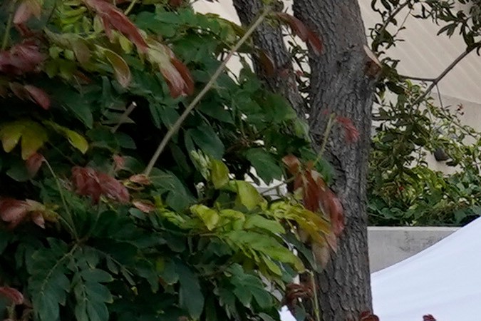 Medical tents are set up outside the emergency room at UCI Medical Center Thursday, Dec 17, 2020, in Irvine, Calif. California health authorities reported Thursday a record 379 coronavirus deaths and more than 52,000 new confirmed cases. (AP Photo/Ashley Landis)