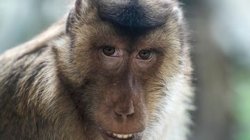 Científicos alertan tras ataque de macacos en Hong Kong que provocó el primer caso humano de virus B