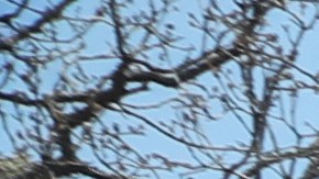 Organización de Madres Buscadoras hallan un crematorio clandestino en Ciudad de México