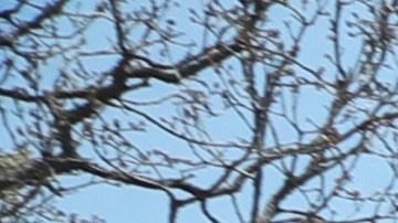 Organización de Madres Buscadoras hallan un crematorio clandestino en Ciudad de México