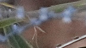 Los coyotes abandonan a los inmigrantes, aunque sean niños, cuando se ven en riesgo de ser capturados.