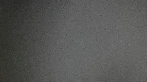 Carlos Vela finalizó su contrato con Los Angeles FC en enero de este año.