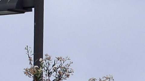Un infante de marina murió durante operación militar de rutina en Camp Pendleton