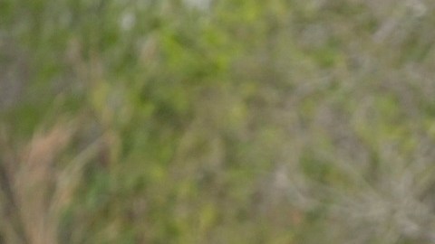 Biden evalúa nuevas acciones en la frontera.