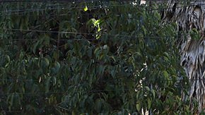 AMLO asegura que Ecuador sintió "el respaldo de potencias" para realizar el asalto a la embajada mexicana