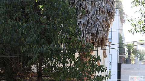 AMLO asegura que Ecuador sintió "el respaldo de potencias" para realizar el asalto a la embajada mexicana