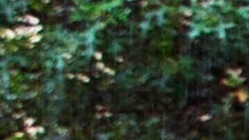 Al menos 47 personas que protestaban por el conflicto en Gaza fueron detenidas en la universidad de Yale