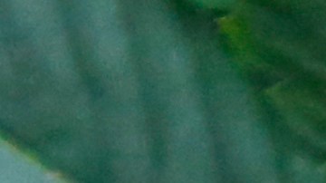 Departamento de Justicia trabaja para reclasificar la marihuana como una droga menos peligrosa