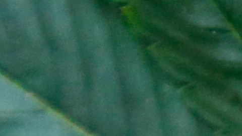Departamento de Justicia trabaja para reclasificar la marihuana como una droga menos peligrosa