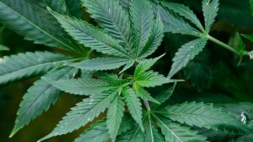 Departamento de Justicia trabaja para reclasificar la marihuana como una droga menos peligrosa