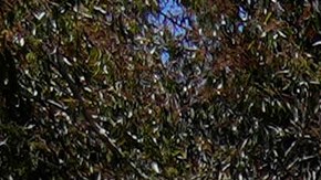 Tents fill an encampment staged to protest the Israel Hamas War on the UCLA campus, Monday, April 29, 2024, in Los Angeles. (AP Photo/Damian Dovarganes)