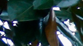 Tiroteo en Carolina del Norte: 4 policías muertos y 4 heridos cuando cumplían una orden judicial