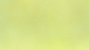 A white rose rests on the grave of Cooper Harris at the Tuscaloosa Memorial Park Cemetery on Saturday, June 28, 2014, in Tuscaloosa, Ala. (AP Photo/Butch Dill)