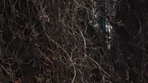 Violencia en México