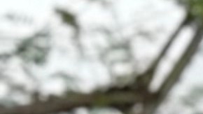 El concejal Kevin de León junto a la cantante  Karen Moon, el presidente de la Fiesta Broadway, Luis Medina, entre otras personalidades anuncian el regreso de la Fiesta Broadway. (Fotos Oficina Kevin de León)