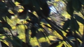 Los estudiantes fueron  referidos a otra puerta para entrar a la universidad de USC.