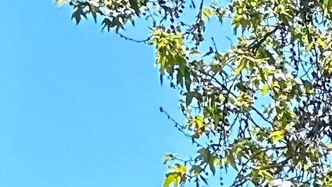 Alfredo "Al" Labrada, quien fuera uno de los tres jefes con más poder en el LAPD. (Araceli Martínez/La Opinión)