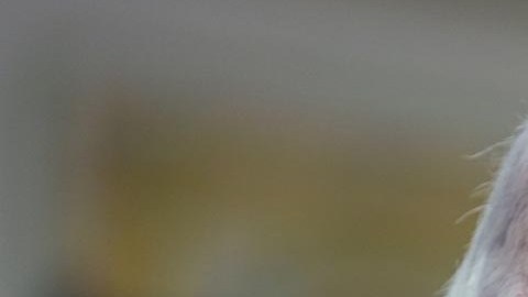 Joe Biden, presidente de la nación
