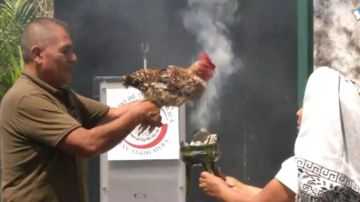 Sacrificio se una gallina en el Senado de México