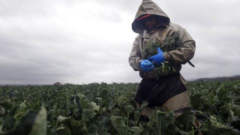 Trabajadores agrícolas temporales Los trabajadores agrícolas temporales constantemente