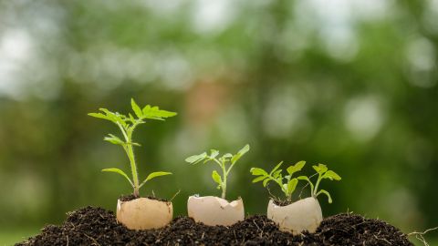 Plantar una semilla en un cascarón de huevo atrae la fortuna.