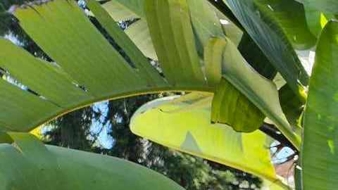 Emma Sánchez se hace ciudadana de Estados Unidos.