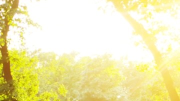 Vivir cerca de espacios verdes reduce el riesgo de depresión y ansiedad: estudio