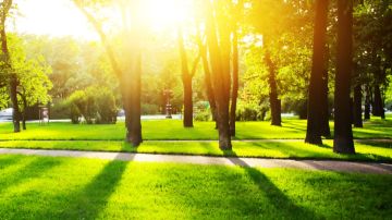 Vivir cerca de espacios verdes reduce el riesgo de depresión y ansiedad: estudio