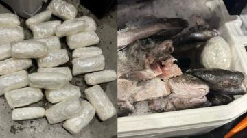 CBP descubre casi 50 libras de metanfetamina en una hielera llena de peces muertos en cruce fronterizo