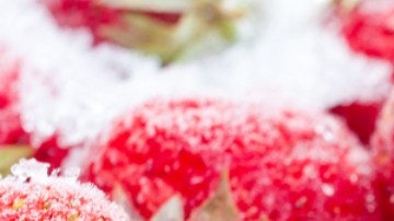 Las fresas importadas en EE.UU. podrían estar "altamente" contaminadas con pesticidas: informe