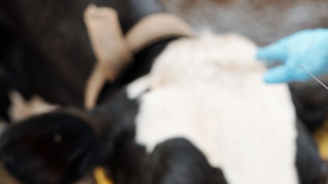 Inquietud por gripe aviar en EE.UU.: solicitan medidas urgentes ante propagación en vacas lecheras