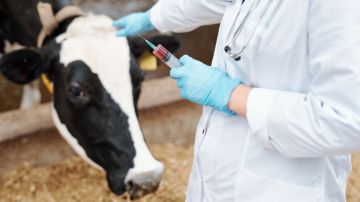 Inquietud por gripe aviar en EE.UU.: solicitan medidas urgentes ante propagación en vacas lecheras