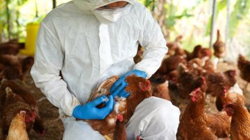 Gripe aviar: casos descubiertos en Texas avivan la necesidad de tomar precauciones