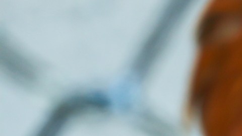 Texas: CDC advierten sobre la transmisión de la gripe aviar H5N1 de vaca a humano