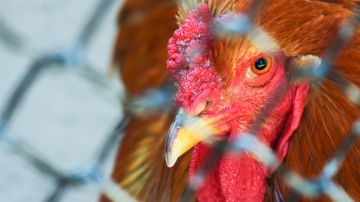 Texas: CDC advierten sobre la transmisión de la gripe aviar H5N1 de vaca a humano