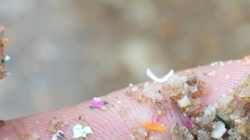 Estudio de la UNM señala que microplásticos pueden viajar del estómago a otros órganos como el cerebro