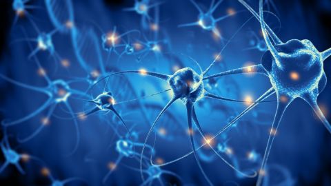Descubren 'neuronas zombis' relacionadas con el proceso de aprendizaje en el cerebro
