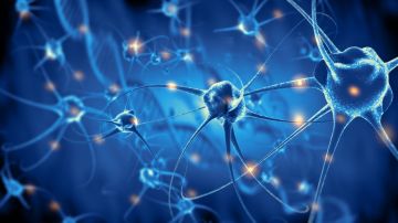 Descubren 'neuronas zombis' relacionadas con el proceso de aprendizaje en el cerebro