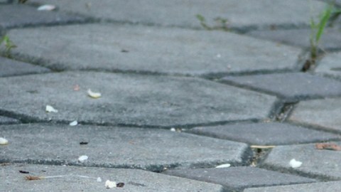 Las infecciones por orina de rata aumentan a niveles récord en Nueva York