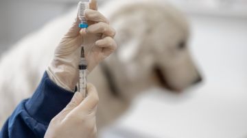 Por qué los dueños de mascotas están abogando contra las vacunas contra la rabia