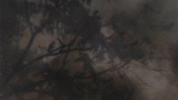 Niña de 11 años en Georgia murió en un incendio mientras intentaba rescatar a su cachorro