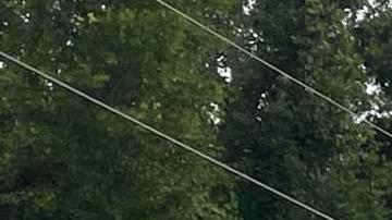 Autobús con trabajadores migrantes chocó en Florida: 8 muertos y 40 heridos, entre ellos mexicanos