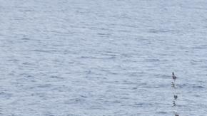 Esta plataforma flotante en el mar se utilizará pronto para transbordar suministros de ayuda para Gaza.