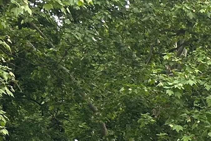 Cientos de personas asistieron aun mitin del expresidente Donald Trump, en Crotona Park en Nueva York.