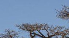Por sus peculiares formas y gran altura los baobabs son uno de los árboles más famosos del mundo.